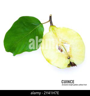 Fruits de coing mûrs et coing avec des tranches de feuilles vertes isolées sur un fond blanc. Banque D'Images