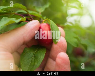 Une main choisit soigneusement une prune cerise rouge mûre de l'arbre, entourée de feuilles vertes vibrantes, avec la lumière du soleil filtrant à travers les branches, soulignant la fraîcheur de la récolte. Banque D'Images