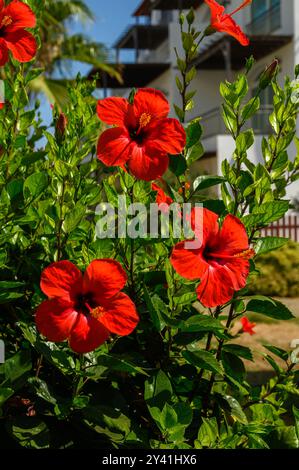 . Belle, grande fleur rose d'Hibiscus plante, en pleine floraison. Banque D'Images