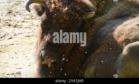 The Gentle Giant : gros plan d'un bison européen Banque D'Images