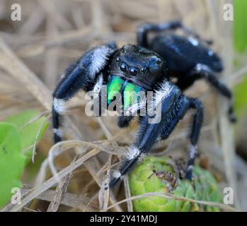 Gros plan sur l'araignée sauteuse (Phidippus audax), Galveston, Texas, États-Unis. Banque D'Images