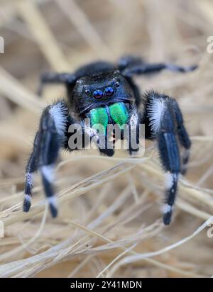 Araignée sautante audacieuse (Phidippus audax) gros plan, Galveston, Texas, États-Unis. Banque D'Images