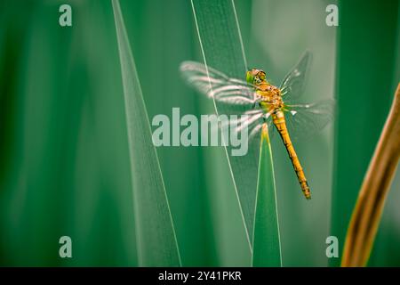 Une demoiselle à bandes (Calopteryx splendens) est vue reposant sur une feuille de queue verte. Le gros plan met en évidence les détails complexes du dragonfl Banque D'Images