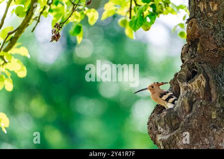 Un hoopoe (Upupa epops) est vu à sa cavité de nidification tenant de la nourriture dans son bec pour ses petits. Le gros plan présente un arrière-plan bokeh vert. Banque D'Images