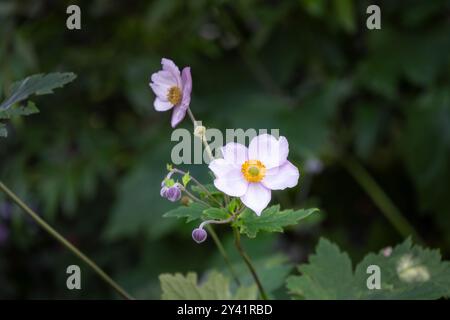 Anémone hupehensis ou anémone japonaise fleur rose pâle en été, gros plan Banque D'Images