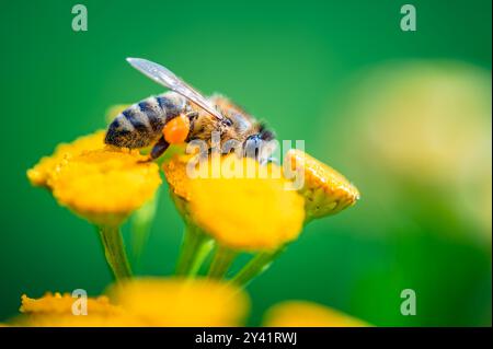 Une abeille (Apis mellifera) est vue polliniser une fleur jaune dans cette image en gros plan. Cette scène souligne l’importance des abeilles dans l’écosystème Banque D'Images