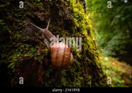 Gros plan d'un escargot (Helix pomatia) rampant sur une écorce d'arbre couverte de mousse. L'arrière-plan révèle une forêt luxuriante aux couleurs vives, créant une série Banque D'Images