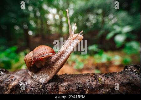 Gros plan d'un escargot (Helix pomatia) rampant sur une écorce d'arbre couverte de mousse. L'arrière-plan révèle une forêt luxuriante aux couleurs vives, créant une série Banque D'Images