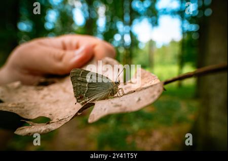 Une vue rapprochée montre un papillon reposant sur une feuille tenue par une main. L'arrière-plan présente une forêt. Les détails du papillon sont clairement visibles en t Banque D'Images