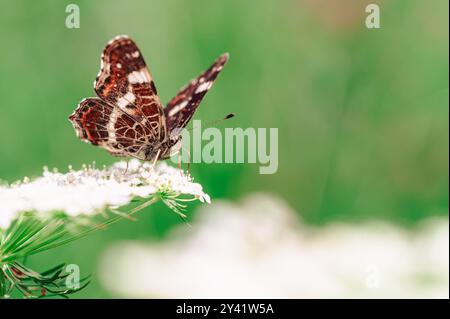 Une dame peinte papillon (Vanessa cardui) est perchée sur une fleur blanche. L'arrière-plan est vert, soulignant la vue macro détaillée du papillon Banque D'Images