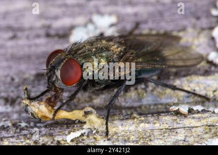 Genus Protocalliphora famille Calliphoridae mouche nature sauvage photographie d'insectes, image, papier peint Banque D'Images