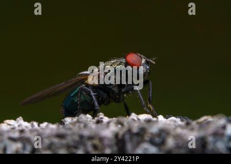 Genus Protocalliphora famille Calliphoridae mouche nature sauvage photographie d'insectes, image, papier peint Banque D'Images