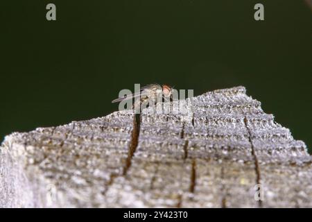 Famille Anthomyiidae Root-Maggot fly nature sauvage papier peint insecte, image, photographie Banque D'Images