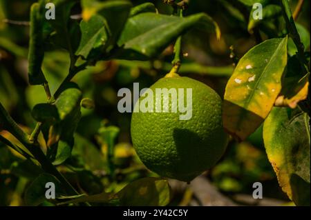 .oranges vertes mûrissant sur l'arbre Banque D'Images