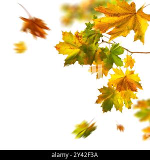 Magnifique feuillage d'automne de l'érable, studio isolé sur fond blanc pur, avec quelques feuilles colorées sur une branche et certains tombant avec flou de mouvement Banque D'Images