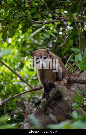 Le coatimundi (coati) est un mammifère mexicain qui a une longue queue, un museau pointu et des griffes grimpantes aux arbres! Banque D'Images