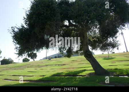 Inglewood, Californie, USA 14 septembre 2024 Inglewood Park Cemetery le 14 septembre 2024 à Inglewood, Californie, USA. Photo de Barry King/Alamy Stock photo Banque D'Images