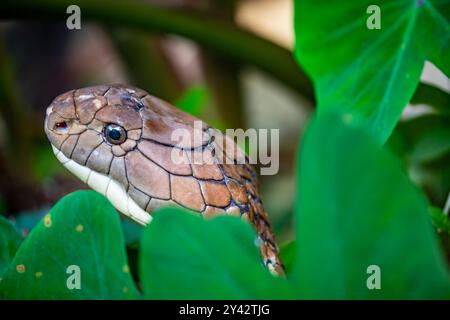 Le cobra roi (Ophiophage hannah) est un grand atravers endémique aux forêts de l'Inde à travers l'Asie du Sud-est. C'est le serpent venimeux le plus long au monde. Banque D'Images