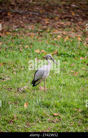 L'Openbill asiatique sauvage ( Anastomus oscitans) dans le zoo de Taiping et le safari nocturne en malaisie. C'est un grand échassier de la famille des cigognes Ciconiidae. Banque D'Images