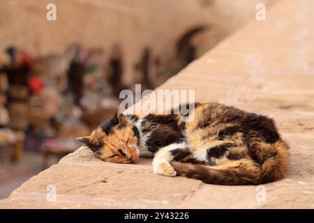 Dans la médina fortifiée de la ville d'Essaouira sur l'océan Atlantique au Maroc. Essaouira, région de Marrakech-Safi, Province d'Essaouira, Maroc, Nort Banque D'Images