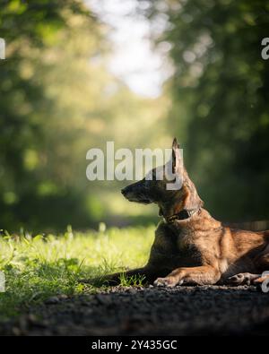 Un chien allongé sur un chemin ensoleillé dans une forêt, regardant sur le côté, avec un feuillage vert flou en arrière-plan. Banque D'Images