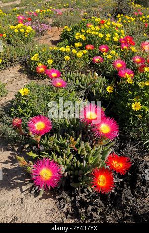 Fleurs sauvages côtières colorées en fleurs printanières, Namaqualand, Cap Nord, Afrique du Sud Banque D'Images