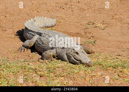 Un grand crocodile du Nil (Crocodylus niloticus) se prélassant dans un habitat naturel, Afrique du Sud Banque D'Images