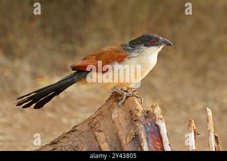 Un burchells coucal (Centropus burchellii) perché sur une carcasse, parc national Kruger, Afrique du Sud Banque D'Images