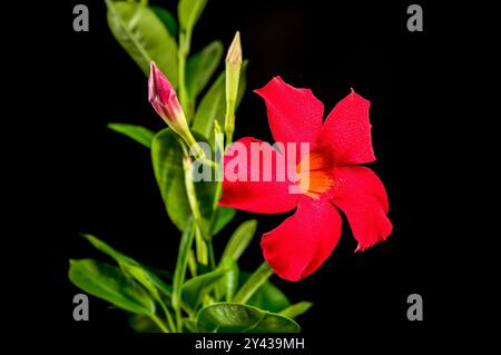 Belle Blooming Dipladenia rouge ou mandevilla isolé sur un fond noir. Gros plan de la tête de fleur. Banque D'Images