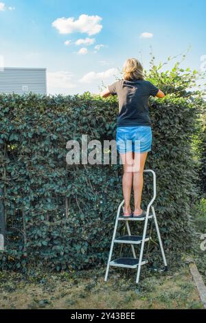 Femme coupe de grands buissons avec de grands ciseaux de jardin sur une échelle. jardin de la maison Banque D'Images