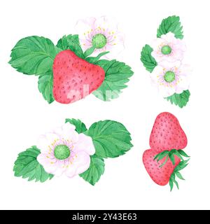 Fraise aquarelle dessinée à la main avec des feuilles et ensemble de composition de fleur de fraise isolé sur fond blanc. Peut être utilisé pour étiquette, carte et Othe Banque D'Images