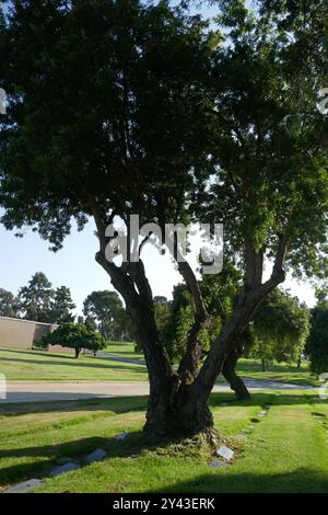 Inglewood, Californie, USA 14 septembre 2024 Inglewood Park Cemetery le 14 septembre 2024 à Inglewood, Californie, USA. Photo de Barry King/Alamy Stock photo Banque D'Images