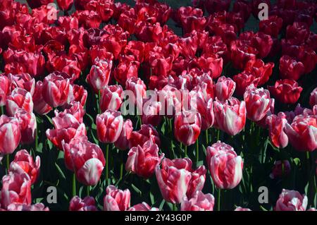 Lit de fleurs rouges et blanches/bordure de tulipes exposé par Grass Lawns à Keukenhof Tulip Gardens, pays-Bas, UE. Banque D'Images