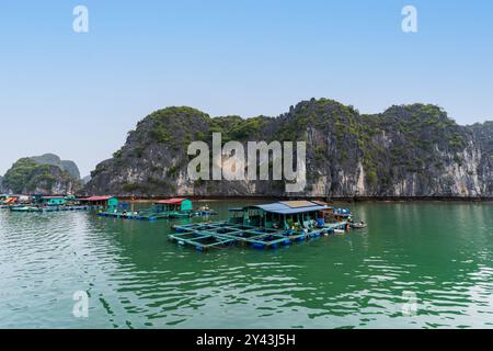 Village flottant de Cai Beo dans la baie de LAN Ha, Vietnam Banque D'Images