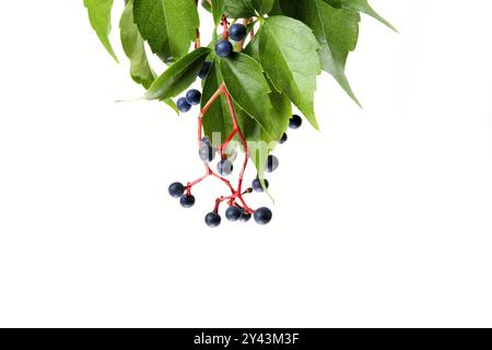 Plante aux fruits rouges appelée virginia Creeper, Parthenocissus quinquefolia ou aussi inserts Parthenocissus, vidéo studio sur fond blanc, plante et Banque D'Images
