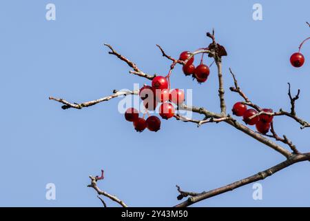 Les fruits de Viburnum opulus sont sous le ciel bleu un jour d'hiver. Des baies rouges pendent sur la branche Banque D'Images