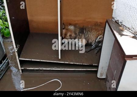 Galati, Roumanie. 15 septembre 2024. Un chien boueux se boucle dans un meuble abandonné dans le comté de Galati, Roumanie, le 15 septembre 2024. Le comté de Galati, en Roumanie, peine à se remettre des graves inondations provoquées samedi par le cyclone Boris, qui a coûté la vie à cinq personnes et déplacé plus de 250 résidents. Crédit : Cristian Cristel/Xinhua/Alamy Live News Banque D'Images