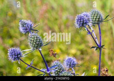 Eryngium Planum ou Blue Sea Holly - Flower Growing on Meadow. Plantes herbères sauvages. Banque D'Images