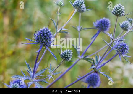 Eryngium Planum ou Blue Sea Holly - Flower Growing on Meadow. Plantes herbères sauvages. Banque D'Images