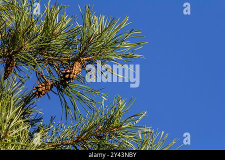 Gros plan sur une jolie pomme de pin suspendue à sa branche et entourée de ses épines vertes. Pomme de pin, épines de pin, branche de pin et ciel bleu. Banque D'Images