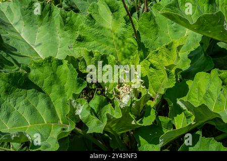 Arctium lappa - jeunes feuilles de bardane au début de l'été. Banque D'Images