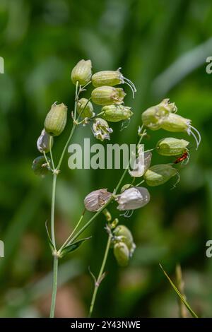 Silene vulgaris ou Campion de la vessie, fleurs blanches rosées, gros plan. Maidenstears ou catchfly est une plante à fleurs vivace de la famille des Caryophylla Banque D'Images