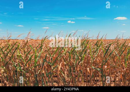 Champ de maïs agricole cultivé en été, foyer sélectif Banque D'Images