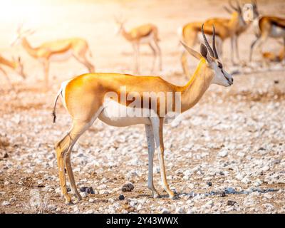 Un Impala solitaire se dresse au premier plan avec un groupe de son troupeau dans le flou de fond, illuminé par la lumière chaude et dorée d'un coucher de soleil africain au parc national d'Etosha, en Namibie Banque D'Images