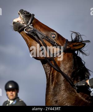 SCHEVENINGEN - les membres de la cavalerie s'entraînent en escorte honoraire sur la plage de North Beach avant la fête du Prince. Le public a été invité à faire beaucoup de bruit pour s’habituer aux conditions un jour plus tard, au cours du troisième mardi de septembre. ANP KOEN VAN WEEL pays-bas Out - belgique Out Banque D'Images