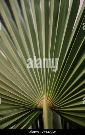 Gros plan d'une feuille de palmier vert éclatant avec une texture détaillée Banque D'Images