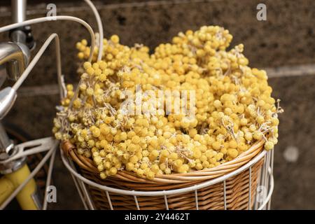 Panier en osier sur un vélo rempli de fleurs anafalis jaunes séchées Banque D'Images