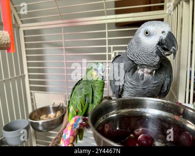 Amazonie verte et perroquets gris africains perchés dans une cage à oiseaux Banque D'Images