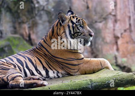 Gros plan photo d'un tigre de sumatra Banque D'Images