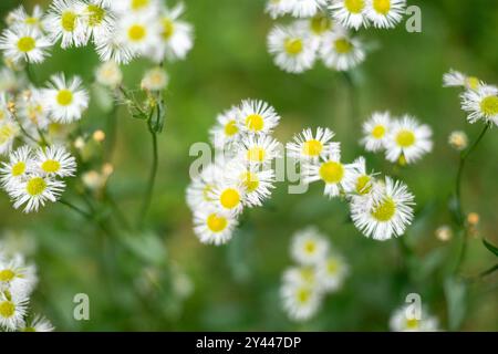 Erigeron annuus fleurit dans un champ Banque D'Images